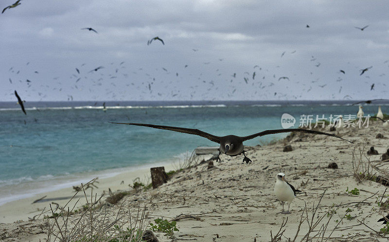 飞黑脚信天翁(Phoebastria nigripes)是一种来自北太平洋信天翁科的大型海鸟。它是分布在北半球的三种信天翁之一，在孤立的热带岛屿上筑巢。Unlik